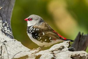 Diamon Firetail in Australia photo