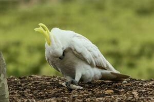 Sulphur-crested Cockatoo in Australia photo