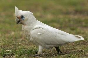 Little Corella in Australia photo