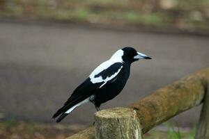 australasiano urraca en Australia foto