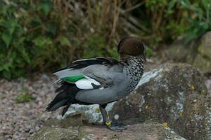 Australian Wood Duck photo