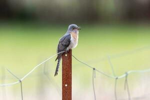 Fan-tailed Cuckoo in Australia photo