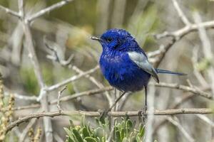 White-winged Fairywren in Australia photo