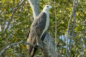 White-bellied Sea Eagle in Australia photo