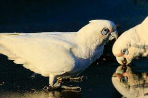 Little Corella in Australia photo