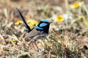 Superb Fairywren in Australia photo