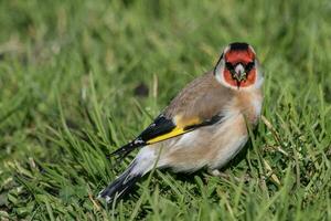 European Goldfinch Bird photo