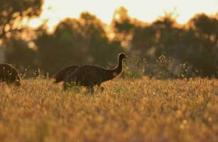 emú endémico pájaro de Australia foto