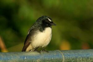 Willy Wagtail in Australia photo