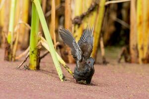 Spotless Crake in Australasia photo