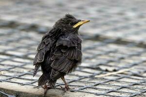 European Blackbird in Australasia photo