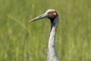 Brolga grua en Australia foto