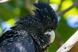 Red-tailed Black Cockatoo in Australia photo