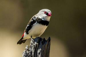 Diamon Firetail in Australia photo