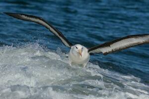 ceja negra albatros en australasia foto