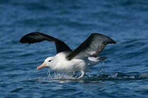 ceja negra albatros en australasia foto