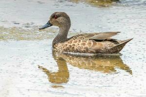 Grey Teal in Australasia photo