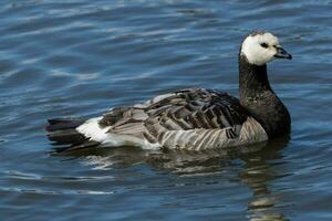 Barnacle Goose in England photo