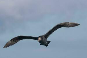 Northern Giant Petrel photo