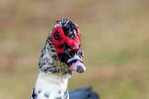 Muscovy Duck in Australasia photo