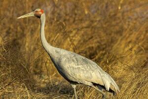 Brolga grua en Australia foto