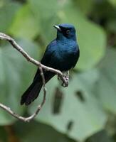 Shining Flycatcher in Australia photo