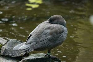 Whio Blue Duck of New Zealand photo