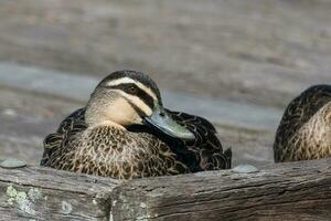 Pacific Black Duck photo