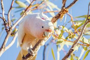 Pink Cockatoo in Australia photo