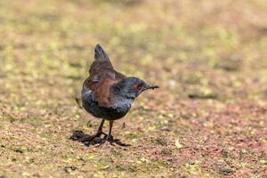 Spotless Crake in Australasia photo