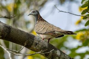Bar-shouldered Dove in Australia photo