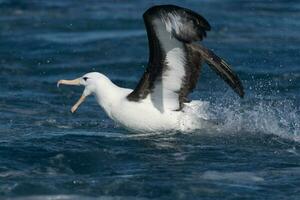 ceja negra albatros en australasia foto