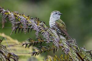 Shining Bronze Cuckoo in Australasia photo