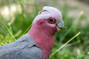 Galah Cockatoo in Australia photo