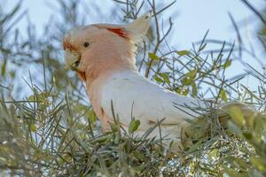 Pink Cockatoo in Australia photo