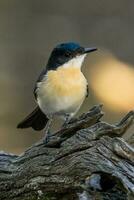 Restless Flycatcher in Australia photo