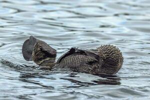 Musk Duck Endemic to Australia photo