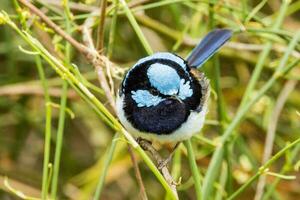 Superb Fairywren in Australia photo