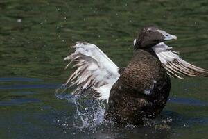 común eider en Inglaterra foto