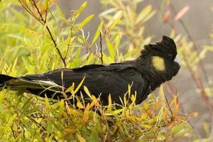 cola amarilla negro cacatúa en Australia foto