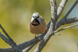 Black-throated Finch in Australia photo