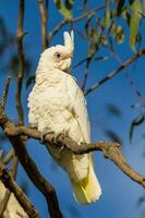 Little Corella in Australia photo