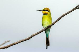 Rainbow Bee-eater in Australia photo