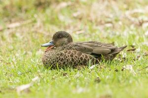 Chestnut Teal in Australia photo