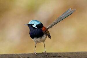 Red-winged Fairywren in Australia photo