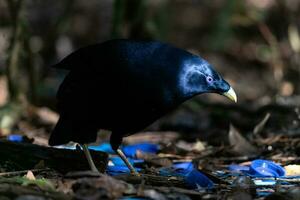 Satin Bowerbird in Australia photo