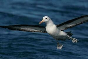 ceja negra albatros en australasia foto