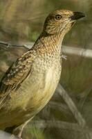 Spotted Bowerbird in Australia photo