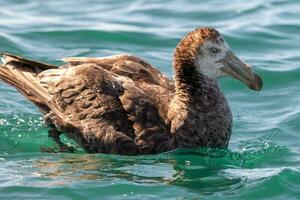 del Norte gigante petrel foto