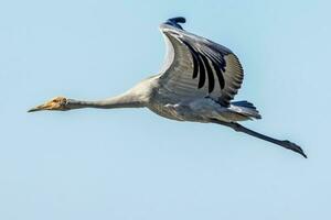 Brolga Crane in Australia photo